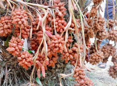 “กรมส่งเสริมสหกรณ์”ชูสองสหกรณ์ต้นแบบ ... พารามิเตอร์รูปภาพ 14