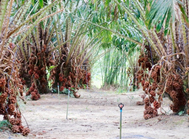 “กรมส่งเสริมสหกรณ์”ชูสองสหกรณ์ต้นแบบ ... พารามิเตอร์รูปภาพ 18