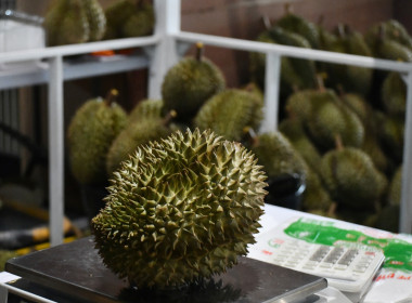 กระทรวงเกษตรและสหกรณ์เดินหน้าขยายช่องทางตลาดสินค้าสหกรณ์ต่อเนื่อง ยกขบวนความอร่อยและสินค้าอัตลักษณ์จากสหกรณ์บุกรัฐสภา ... พารามิเตอร์รูปภาพ 10