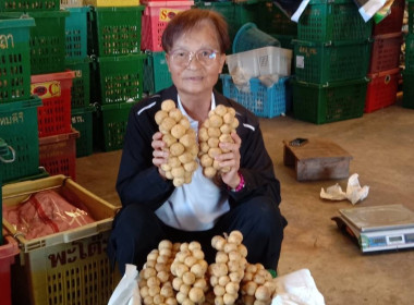 อุตรดิตถ์เชื่อมโยงเครือข่ายสหกรณ์ ส่งลองกองคุณภาพ 5.4 ตัน ... พารามิเตอร์รูปภาพ 6