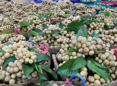 อุตรดิตถ์เชื่อมโยงเครือข่ายสหกรณ์ ส่งลองกองคุณภาพ 5.4 ตัน ... พารามิเตอร์รูปภาพ 13