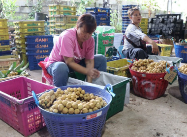 อุตรดิตถ์เชื่อมโยงเครือข่ายสหกรณ์ ส่งลองกองคุณภาพ 5.4 ตัน ... พารามิเตอร์รูปภาพ 16