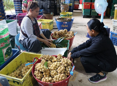 อุตรดิตถ์เชื่อมโยงเครือข่ายสหกรณ์ ส่งลองกองคุณภาพ 5.4 ตัน ... พารามิเตอร์รูปภาพ 17
