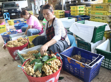 อุตรดิตถ์เชื่อมโยงเครือข่ายสหกรณ์ ส่งลองกองคุณภาพ 5.4 ตัน ... พารามิเตอร์รูปภาพ 18
